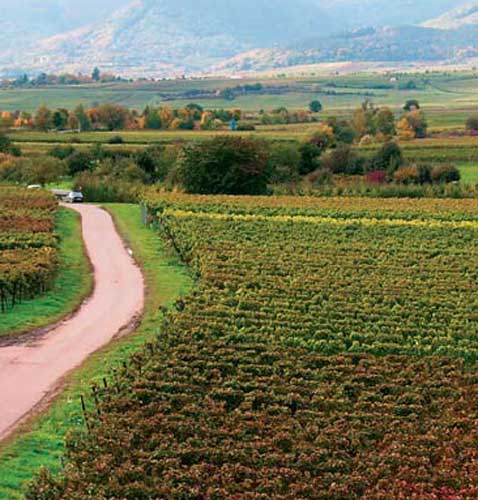 Die Landschaft rund ums Weingut in Kirrweiler