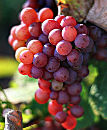 Roséweine aus der Pfalz